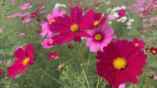 Thumbnail of post image 073