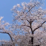 野木町の桜2023