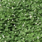 野木神社の二輪草