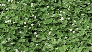 Thumbnail of post image 174