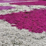 若の原農村公園の芝桜