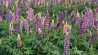 Thumbnail of post image 093