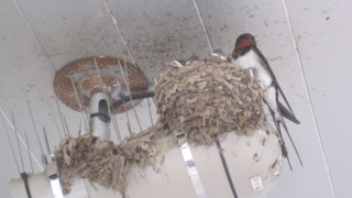 Thumbnail of post image 087