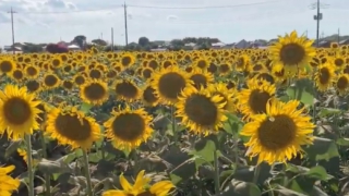 Thumbnail of post image 087