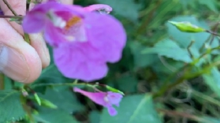 Thumbnail of post image 197