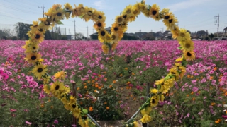 Thumbnail of post image 161