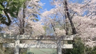 Thumbnail of post image 103