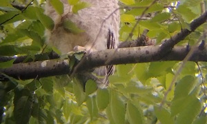 Thumbnail of post image 008