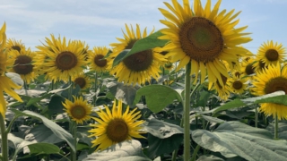 Thumbnail of post image 156