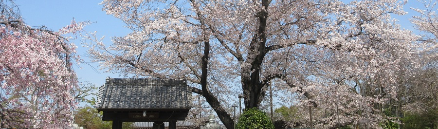 万福寺の桜 万福寺の桜