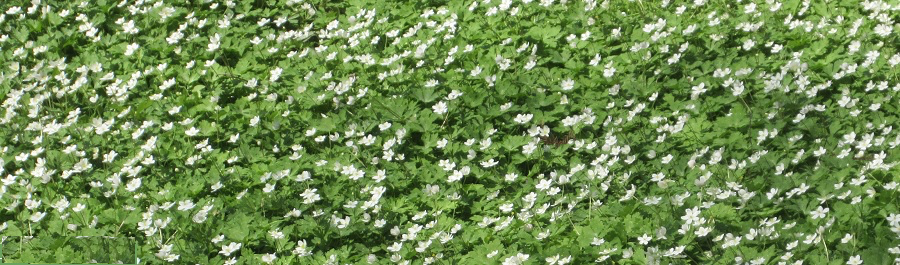 二輪草(野木神社) 二輪草(野木神社)