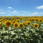 ひまわりフェスティバル2025二日目