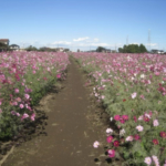 秋風に揺れるコスモスが見頃