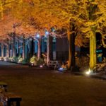 メタセコイアのライトアップ