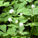 野木神社の桜と二輪草2026年