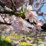 思川沿いの思川桜